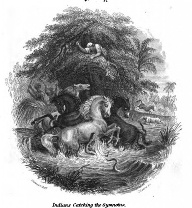 Engraving from “The Naturalist’s Library, Vol. V Part II” depicting “fishing with horses” in the Amazon. (Robert Schomburgk)
